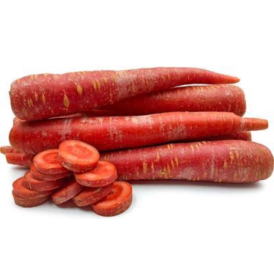 Red Carrot